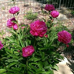 Meet your Posher, Lynette